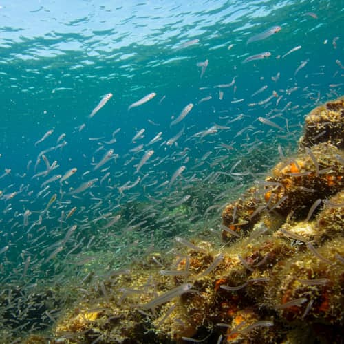 Swim in the World of Civelles