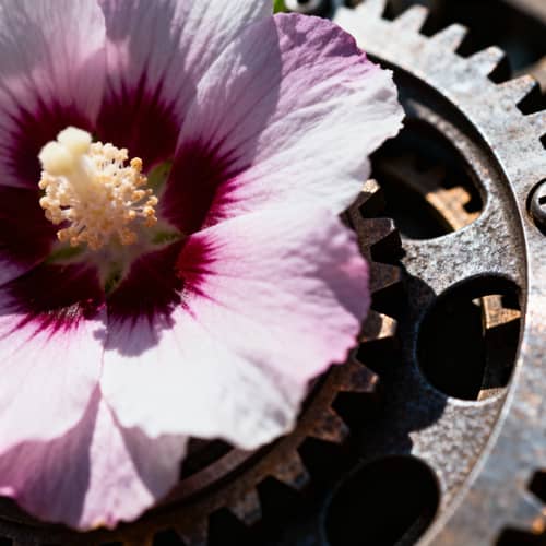 Expert Photorealistic Photography Services Expert Photorealistic Photography Services