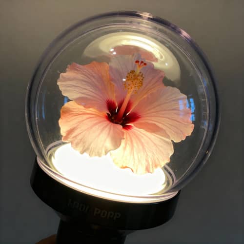 Kpop-Inspired Hibiscus Lightstick Kpop-Inspired Hibiscus Lightstick