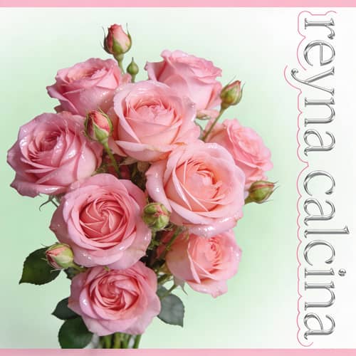 Rosas Diseñado con Nombre Reyna Calcina