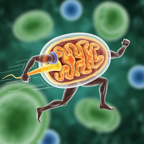 Mitochondria in Motion: The Running Form