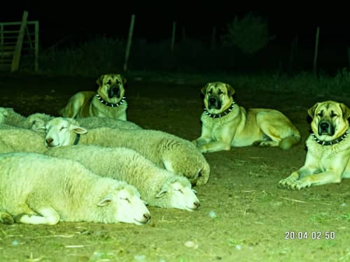 Night Vision CCTV: Kangal Dogs Guarding Sheep Night Vision CCTV: Kangal Dogs Guarding Sheep