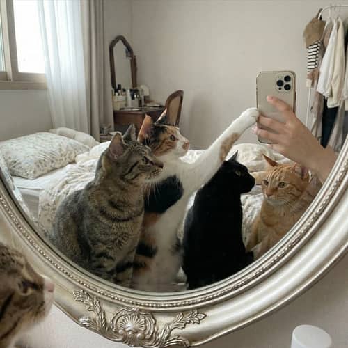 Adorable Cats in Mirror Selfie Adorable Cats in Mirror Selfie