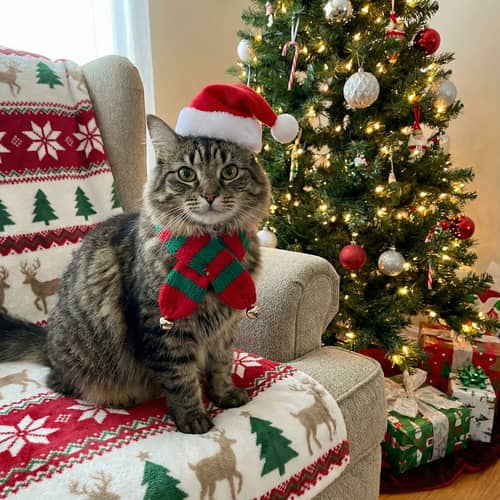 Transform Your Cat into a Festive Christmas Cat Transform Your Cat into a Festive Christmas Cat