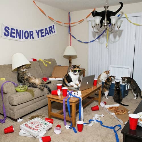 Wild High School House Party with Cats Wild High School House Party with Cats