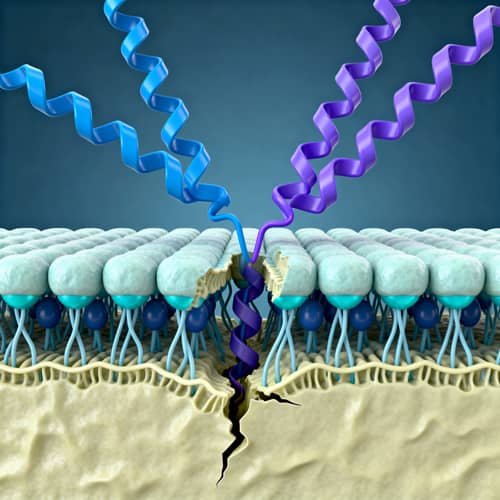 Antimicrobial Peptides Interacting with Cell Membranes