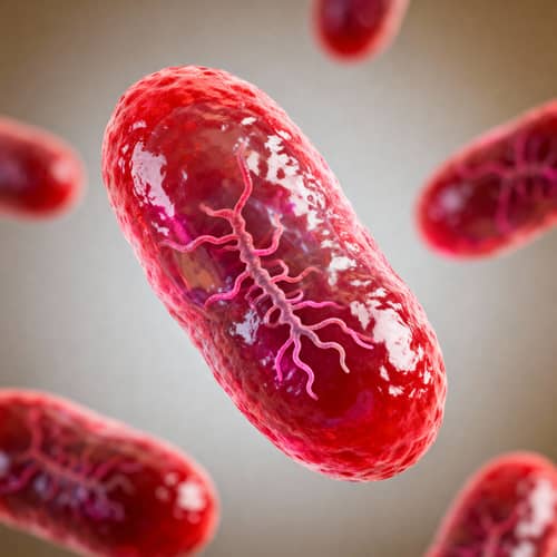 Hyper-Realistic Neisseria Gonorrhoeae 3D Render