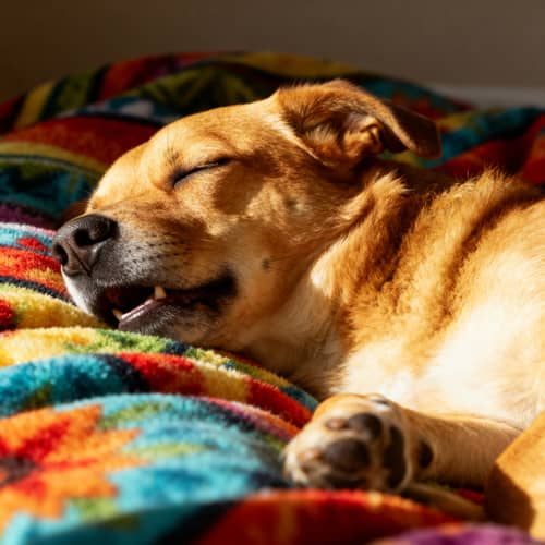 Max the Naughty Dog Snoring on His Colorful Blanket