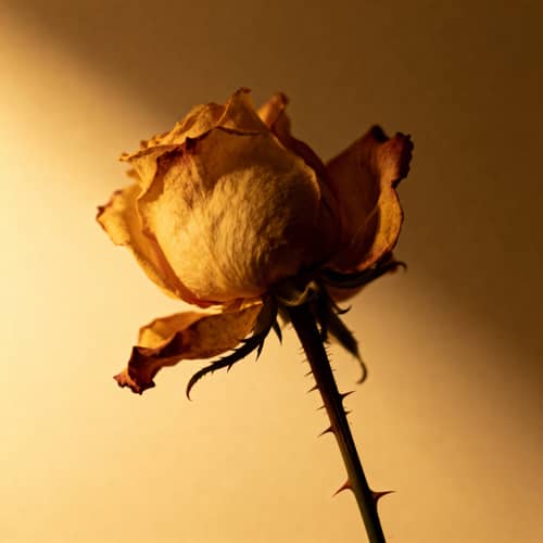 Wilted Rose Album Artwork | Emotive Design Wilted Rose Album Artwork | Emotive Design