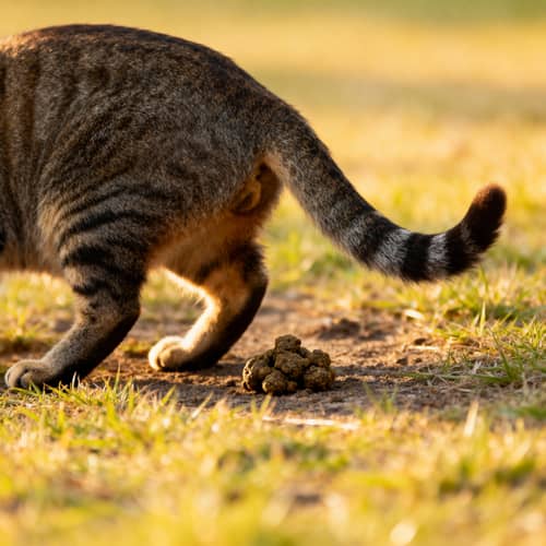 Funny Cat Pooping Moments Funny Cat Pooping Moments