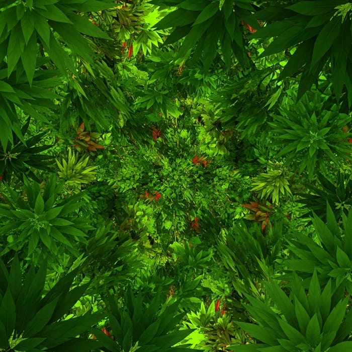 Vibrant Leafy Greens Composition - Abstract Style Vibrant Leafy Greens Composition - Abstract Style