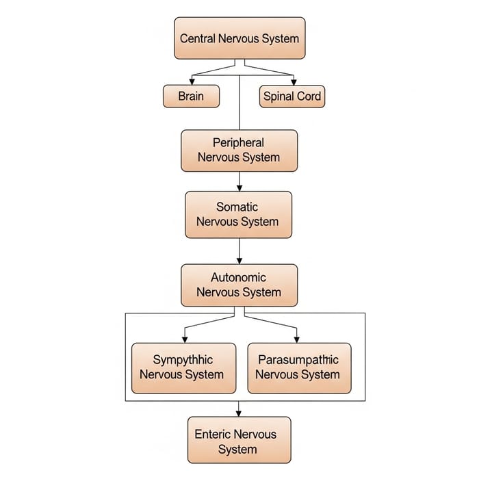 Human Nervous System Flow Chart: Brain, Spinal Cord, Autonomic Nervous System