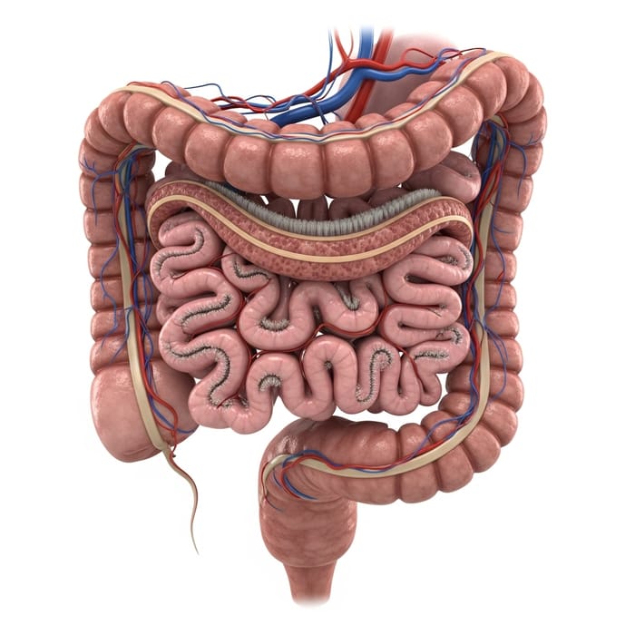 3D Human Small Intestine on White Background