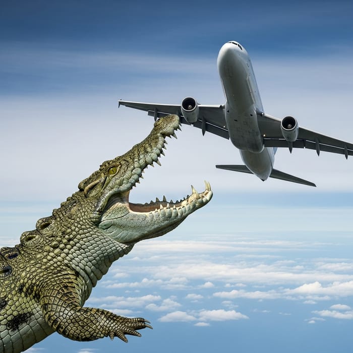 Crocodile Attack on Airplane: Dramatic Encounter in the Sky