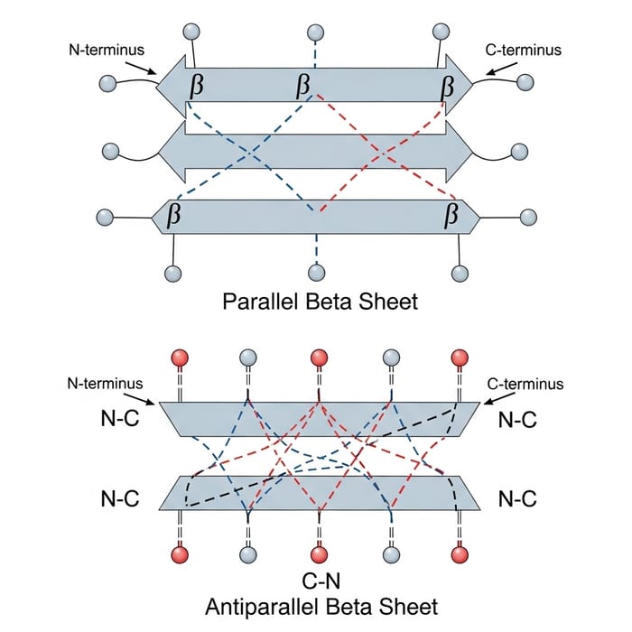 Parallel vs. Antiparallel Beta Sheets: A Comparative Analysis Parallel vs. Antiparallel Beta Sheets: A Comparative Analysis