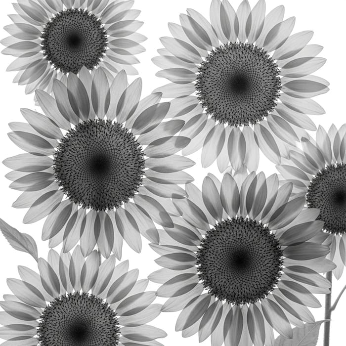 Monochromatic Sunflowers with Ethereal Quality | High-Resolution Image