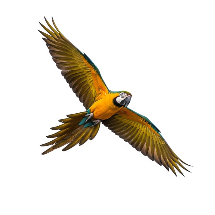 AI Art Creation