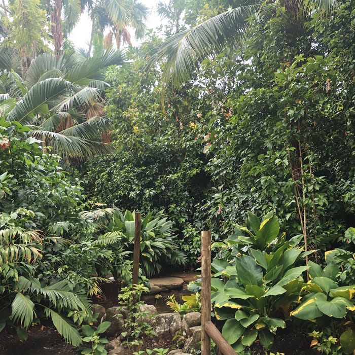 Explore the Lush Tropical Jungle Today