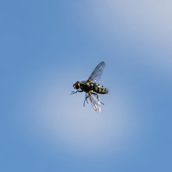 Fly Soaring in Expansive Sky
