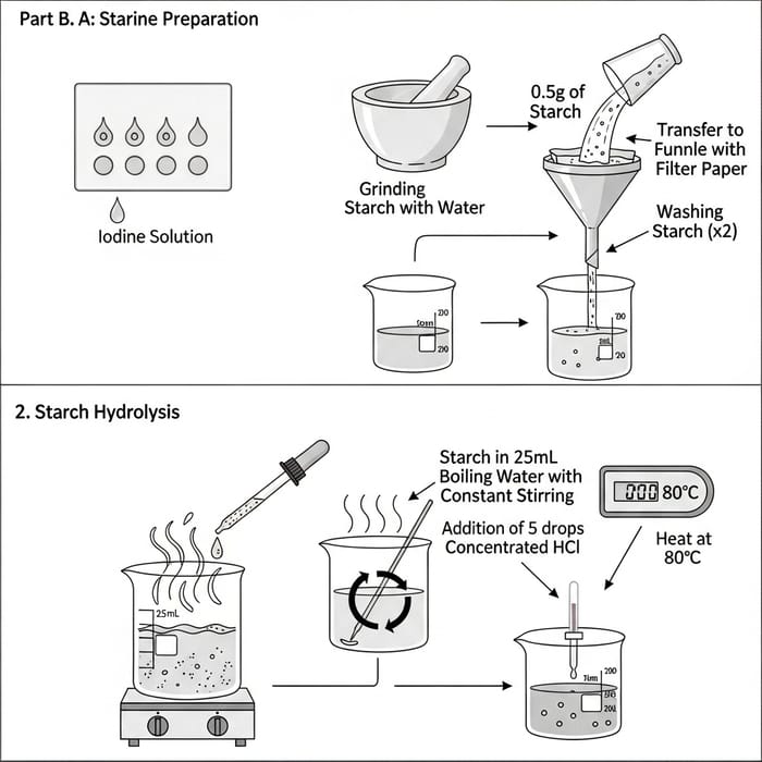 Hydrolysis of Starch: Detailed Schematic Diagram for Educational Demonstration Hydrolysis of Starch: Detailed Schematic Diagram for Educational Demonstration