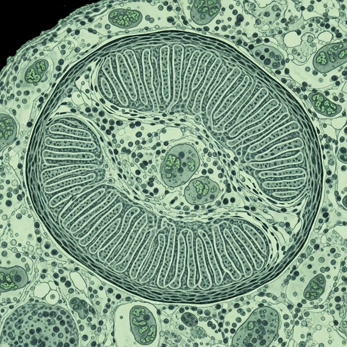 Cross-Section of Striated Muscle Cell Cross-Section of Striated Muscle Cell