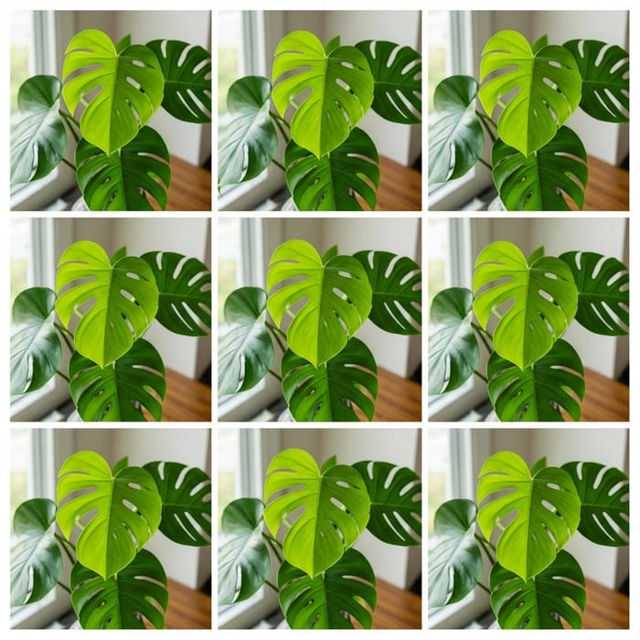 Panoramic Plant Photography - Personalized Nature Captures Panoramic Plant Photography - Personalized Nature Captures