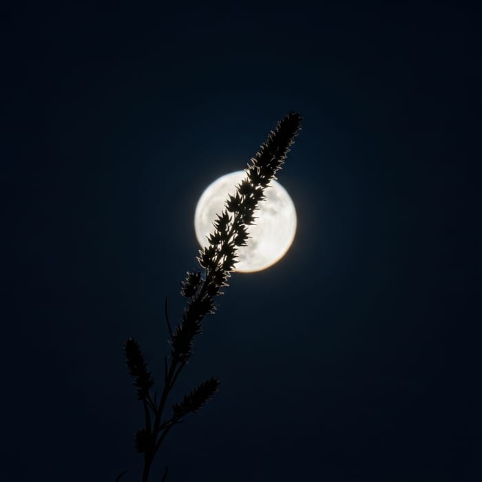 Moonlight Weed Against Night Moon Sky Moonlight Weed Against Night Moon Sky