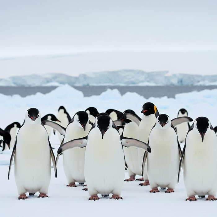 Angry Penguins in Antarctic Habitat | Upset Group of Pinguins Angry Penguins in Antarctic Habitat | Upset Group of Pinguins