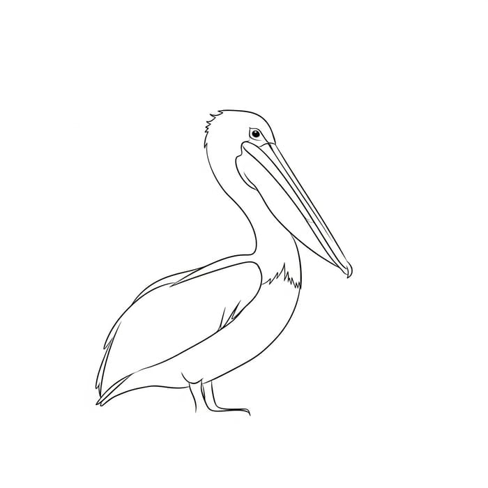 Simple Pelican Bird Sketch - Easy Drawing Tutorial Simple Pelican Bird Sketch - Easy Drawing Tutorial
