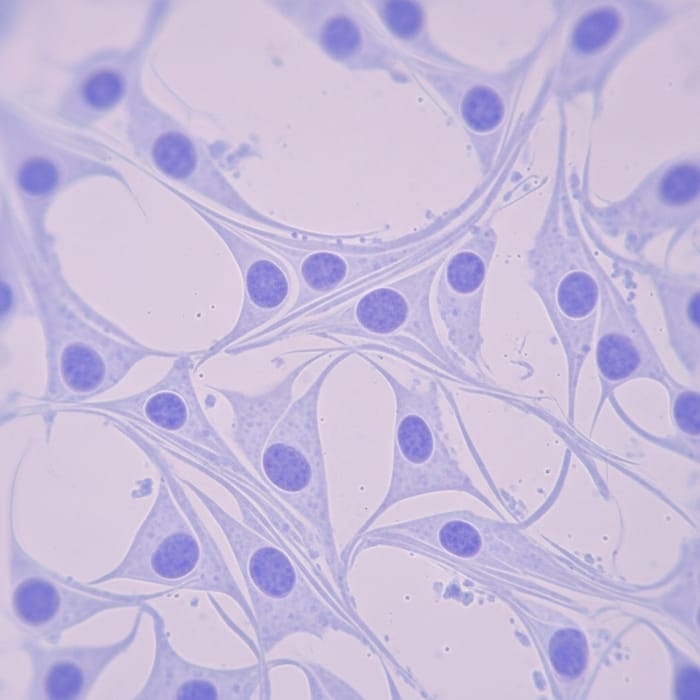 Microscopic View of Skin Fibroblasts Microscopic View of Skin Fibroblasts