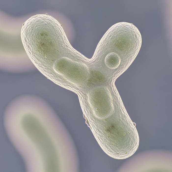 Bifidobacterium: Microscopic View of Bifido-Bacterium Bifidobacterium: Microscopic View of Bifido-Bacterium