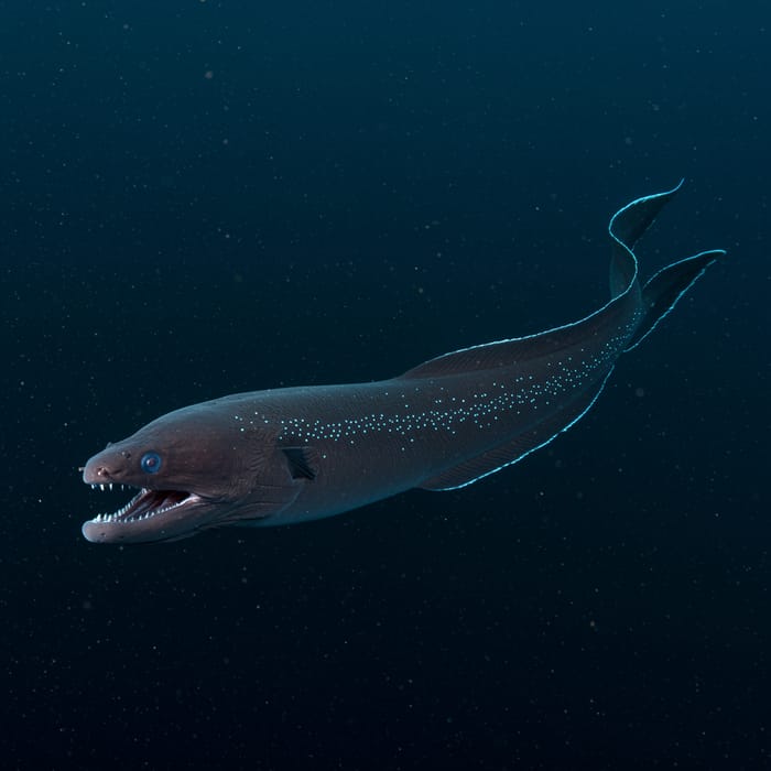 Discover the Gulper Eel: A Deep-Sea Wonder