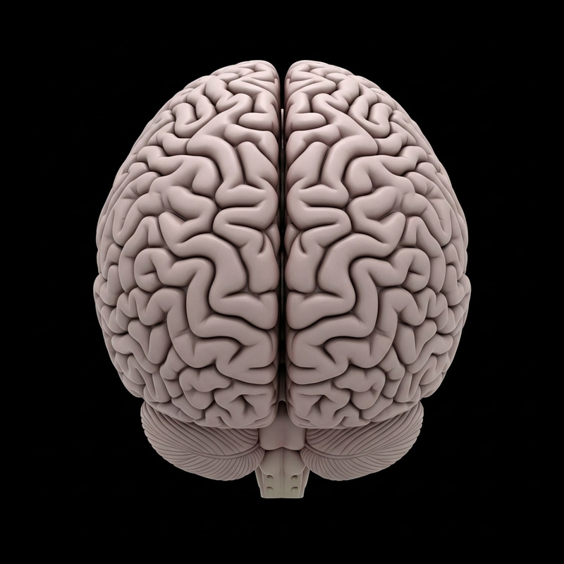 Human Brain Anatomy in Soft Pink and Gray Palette