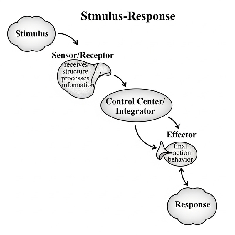 Stimulus-Response Model Guide Stimulus-Response Model Guide