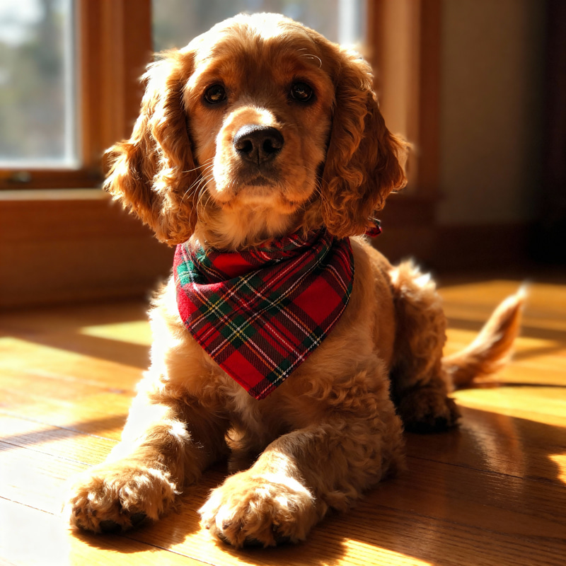 Cockerpoo in a Welsh Bandana - Cute Pet Photo Cockerpoo in a Welsh Bandana - Cute Pet Photo