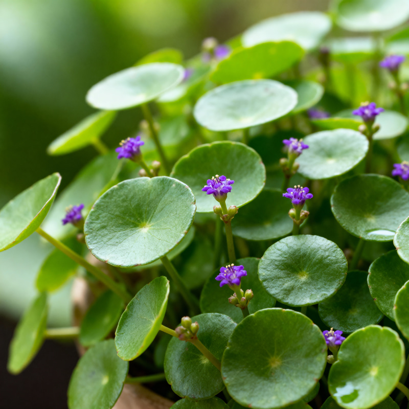 Brahmi Plant: Enhance Memory with Ayurvedic Herb