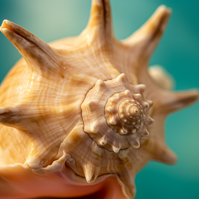 Unique Shells: Explore Nature's Ocean Treasures