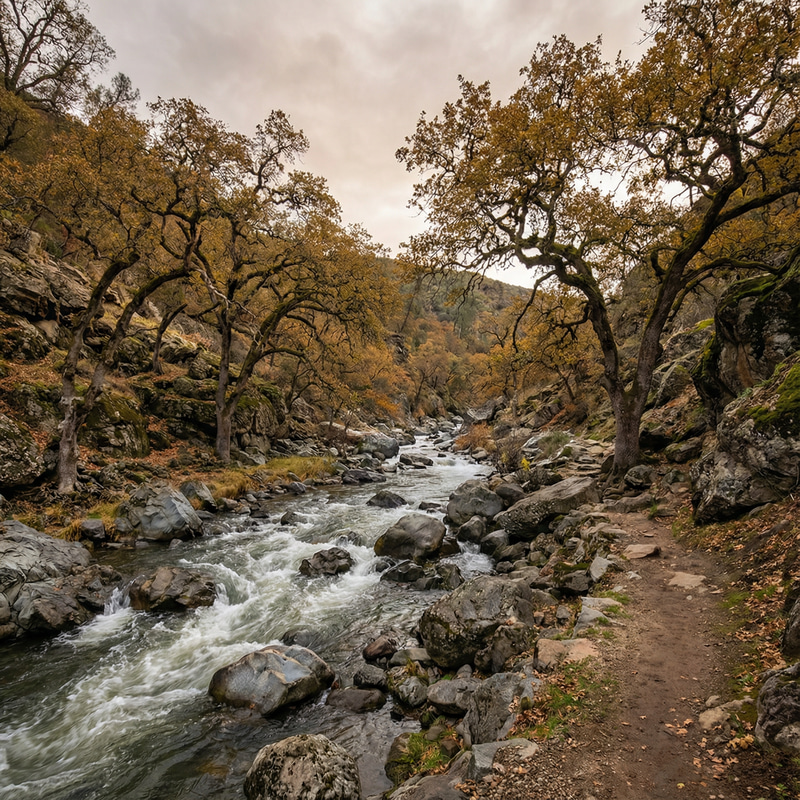 Frgged River Surrounded by Majestic Oak Trees