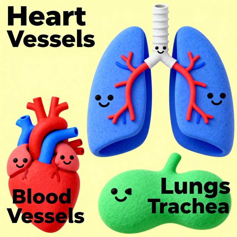 Human Circulatory and Respiratory System for Kids