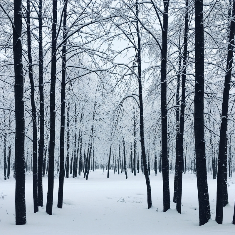 Snowy Forest with Serene Empty Space