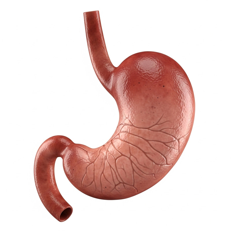 Human Stomach Anatomy: Lifelike Representation Human Stomach Anatomy: Lifelike Representation
