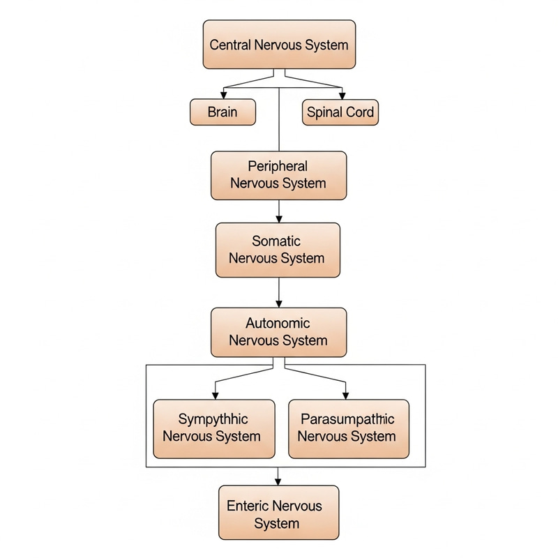 Human Nervous System Flow Chart: Brain, Spinal Cord, Autonomic Nervous System Human Nervous System Flow Chart: Brain, Spinal Cord, Autonomic Nervous System