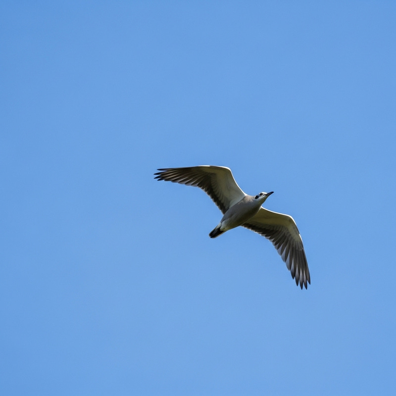 Graceful Bird Flying Free | Azure Sky Silhouette Graceful Bird Flying Free | Azure Sky Silhouette