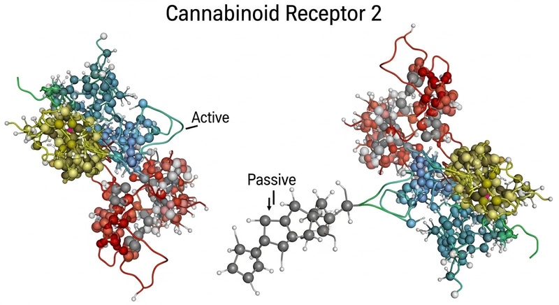 Cannabinoid Receptor 2 Molecular Structure Visualization Cannabinoid Receptor 2 Molecular Structure Visualization