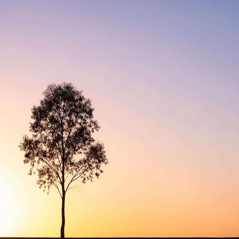 Minimalist Nature Wallpaper - Tranquil Tree Silhouette Sunset Minimalist Nature Wallpaper - Tranquil Tree Silhouette Sunset