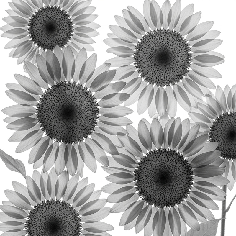 Monochromatic Sunflowers with Ethereal Quality | High-Resolution Image Monochromatic Sunflowers with Ethereal Quality | High-Resolution Image