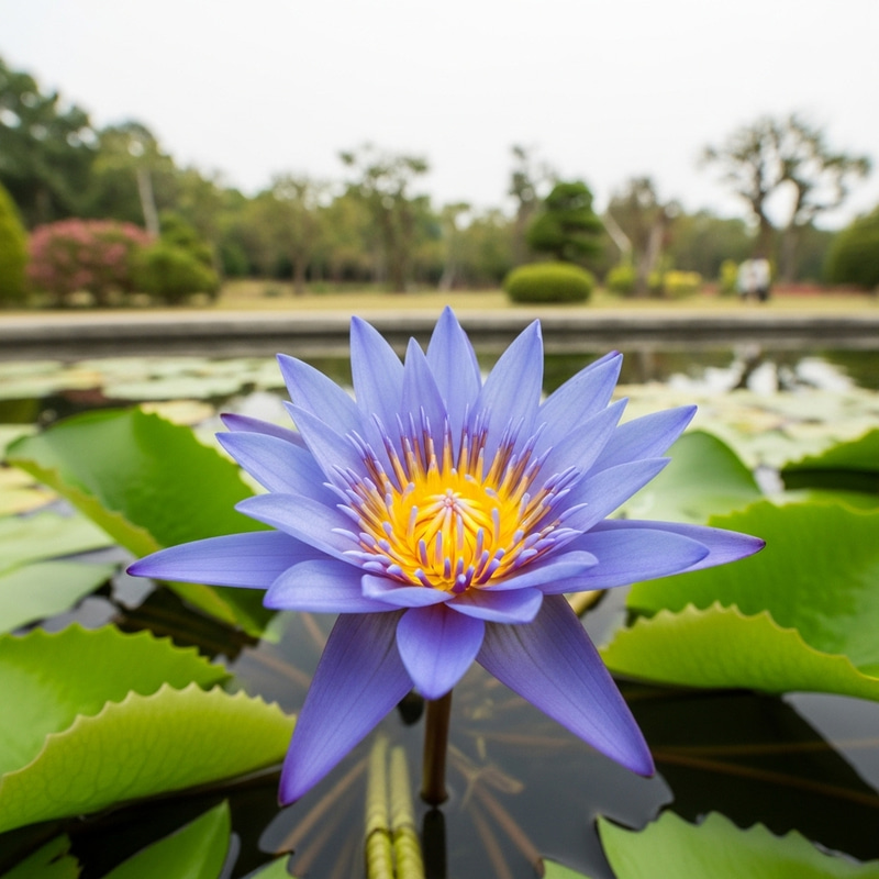 Blue Lotus Flower Blooming in Clear Pond Blue Lotus Flower Blooming in Clear Pond