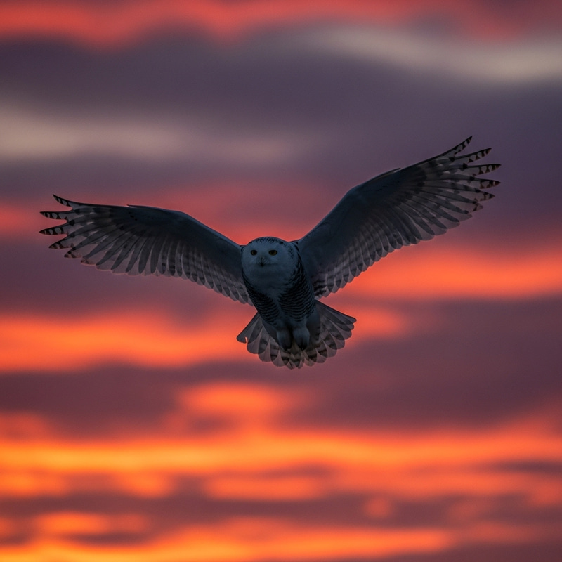Majestic Snowy Owl in Flight Against Vibrant Sunset Sky Majestic Snowy Owl in Flight Against Vibrant Sunset Sky