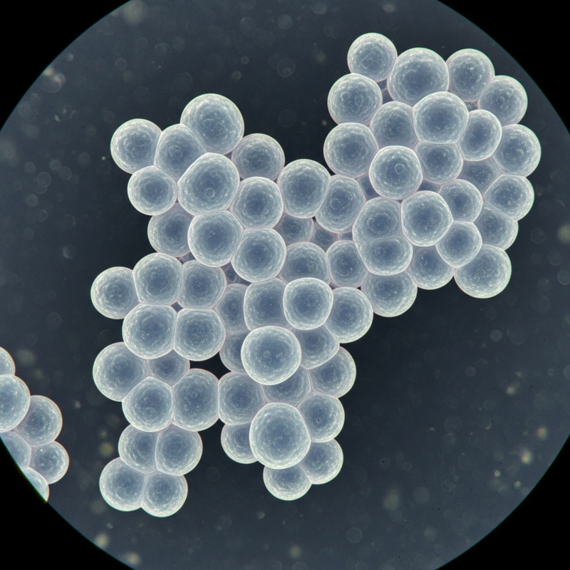 Detailed Microscopic View of Staphylococcus Bacteria