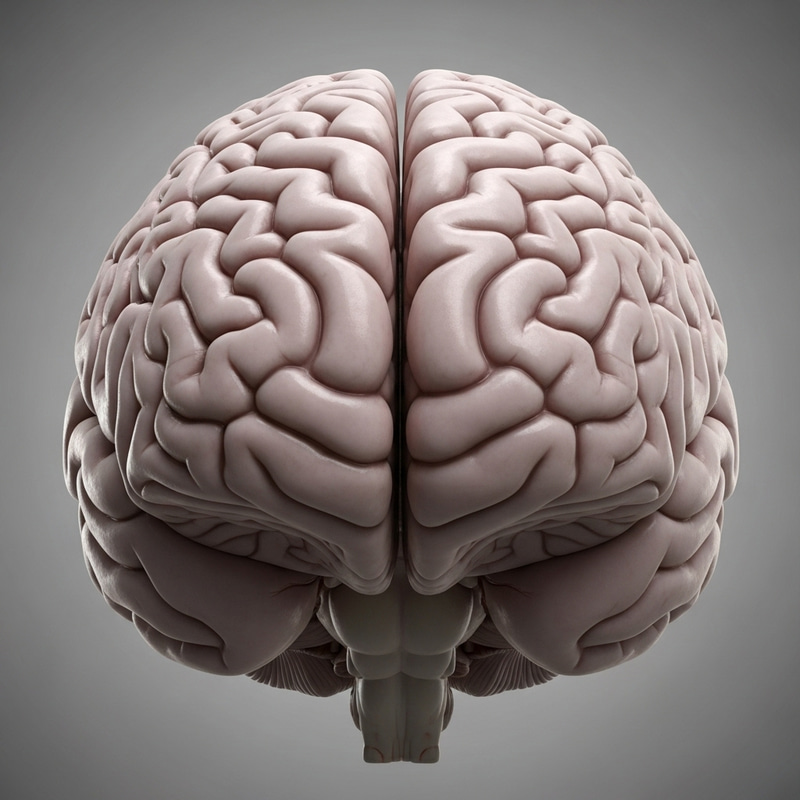Intriguing Human Brain Visualization Revealed